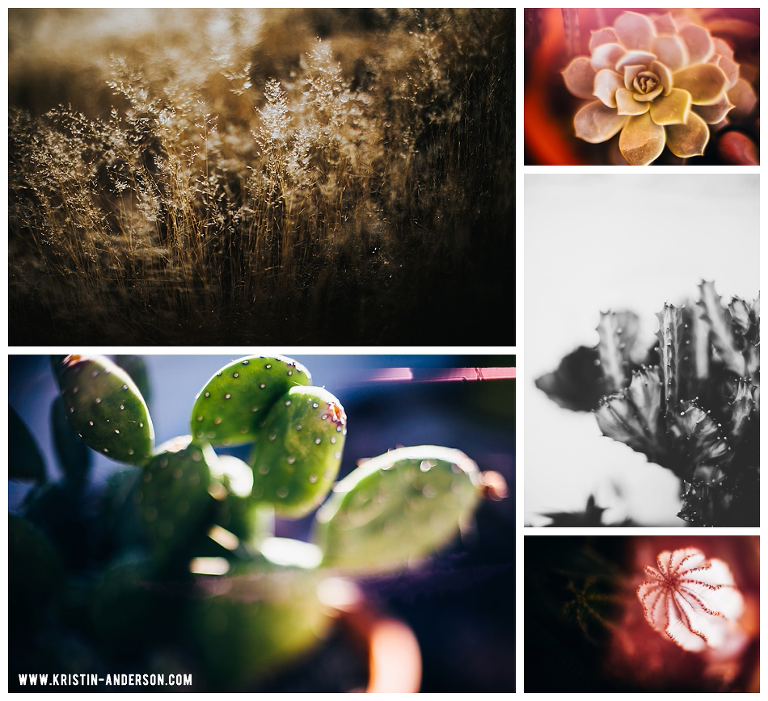 the free 52 project, freelensed, freelensing, kristin anderson photography, creative photo project, tucson, arizona, lens whacking, cactus art